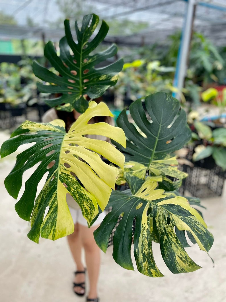 Monstera deliciosa yellow Marilyn, well yellow marilyn variegation, 4" pot plants