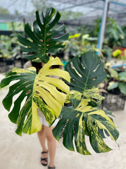 Monstera deliciosa yellow Marilyn, well yellow marilyn variegation, 4" pot plants
