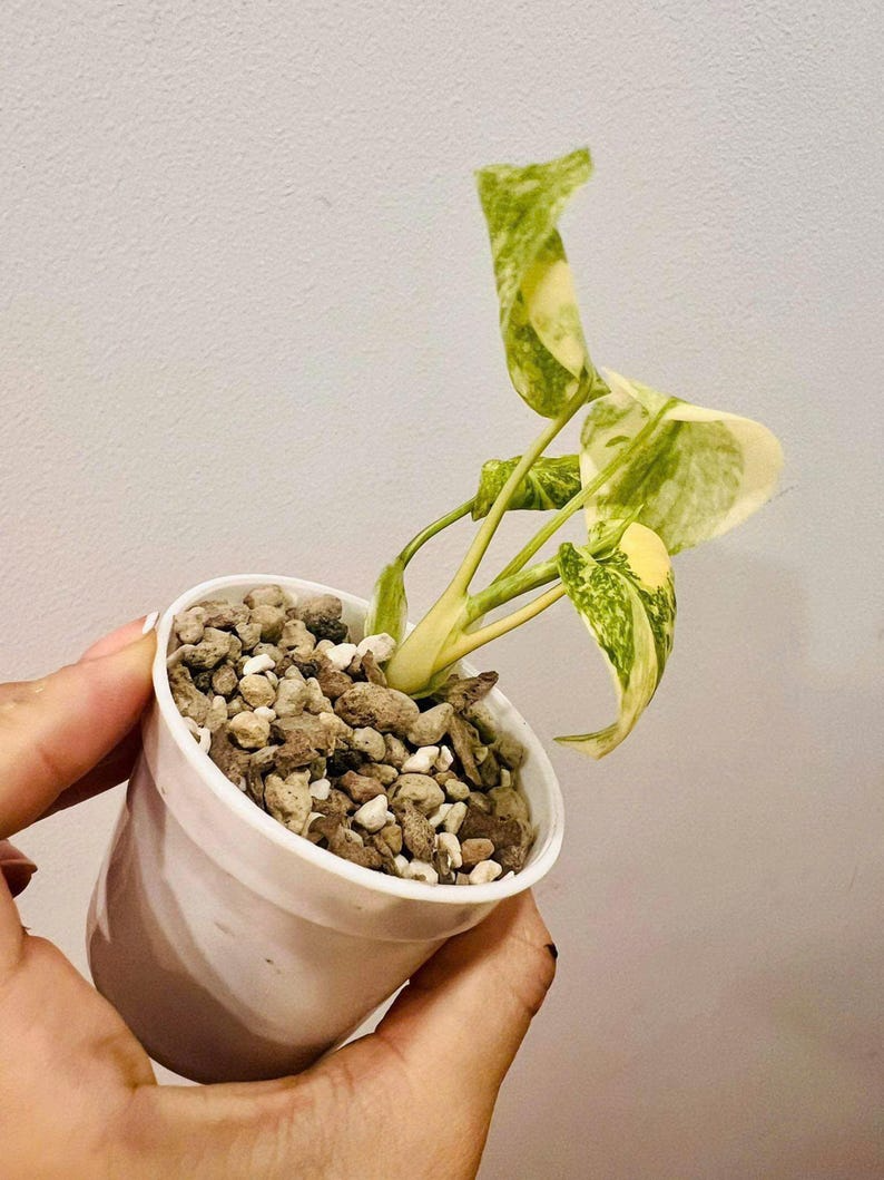 Monstera Deliciosa Legacy Variegated Starter Plant | Monstera Legacy Well variegation