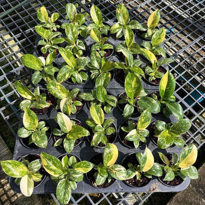 Philodendron Green Congo Hybrid Variegated Starter Plant, seedlings well Variegation