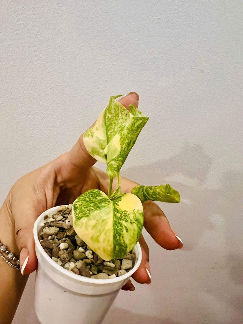 Monstera Deliciosa Legacy Variegated Starter Plant | Monstera Legacy Well variegation
