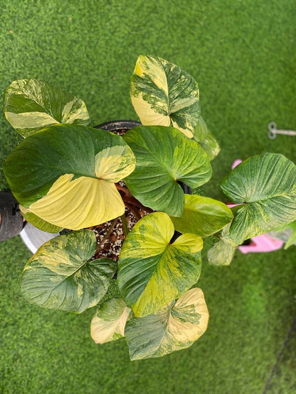 Homalomena rubescens variegated Starter Plant | well variegation