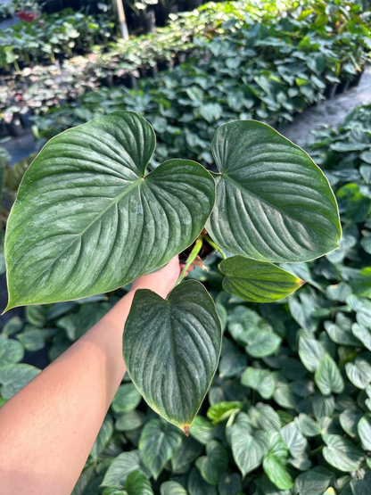 Philodendron Pastazanum silver 5" pot - selected well variegated (REQUIRED to buy from 2 plants)