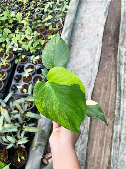 Monstera deliciosa yellow Marilyn, well yellow marilyn variegation, 4" pot plants