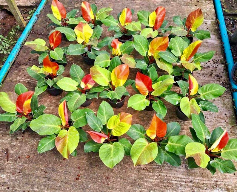 Philodendron red moon yellow flame variegated 6" pot