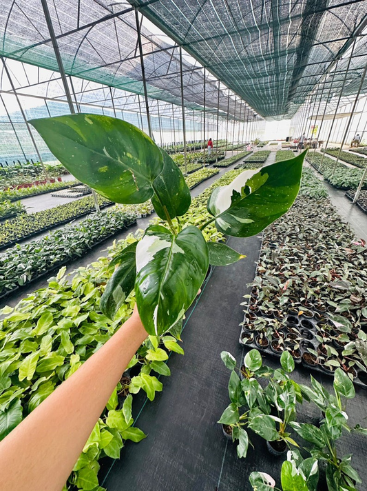 Philodendron White Princess 5" pot - selected well variegated (REQUIRED to buy from 2 plants)