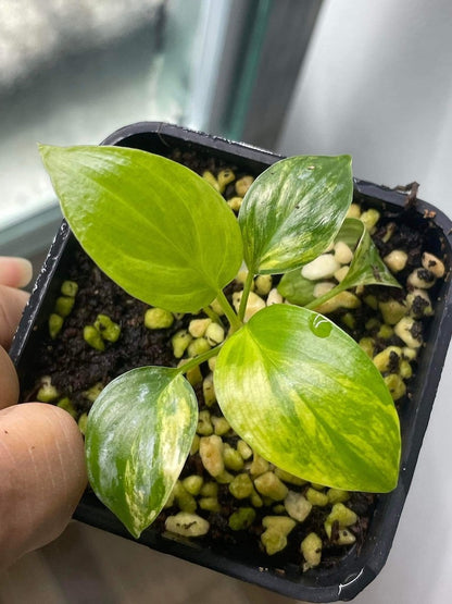 Homalomena rubescens variegated Starter Plant | well variegation