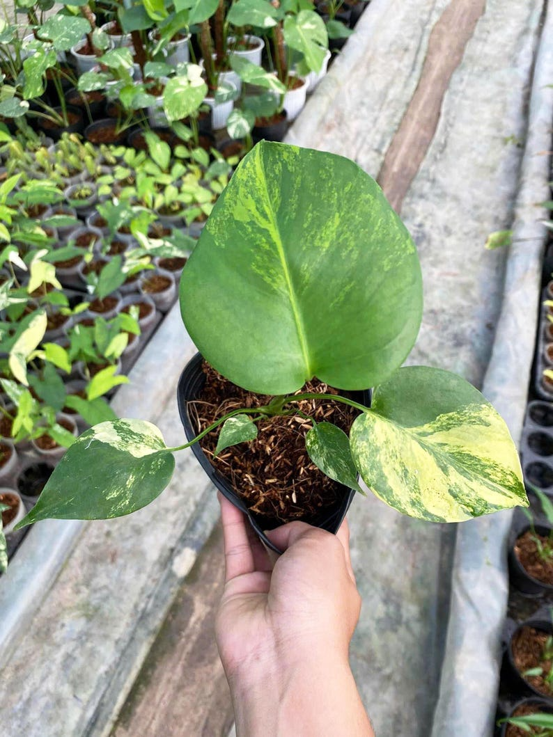 Monstera deliciosa yellow Marilyn, well yellow marilyn variegation, 4" pot plants