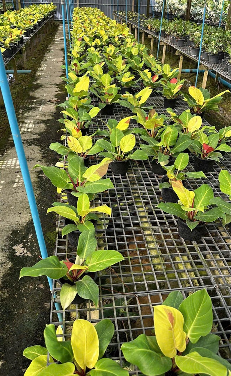 Philodendron red moon yellow flame variegated 6" pot