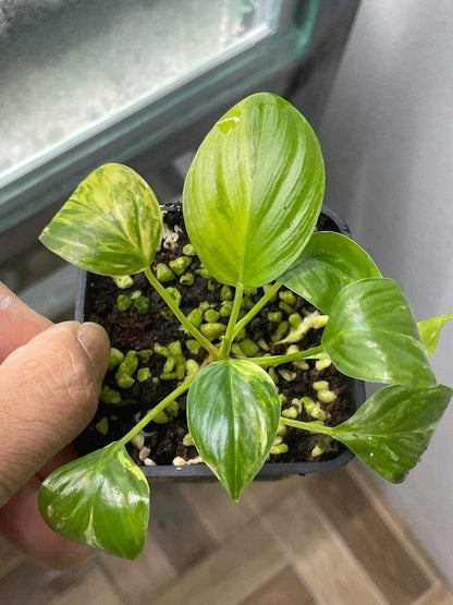 Homalomena rubescens variegated Starter Plant | well variegation