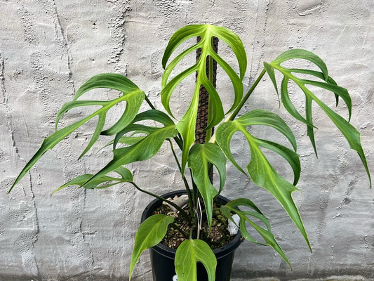Monstera Burle Marx Flame Starter Plant | Seedlings rare plant