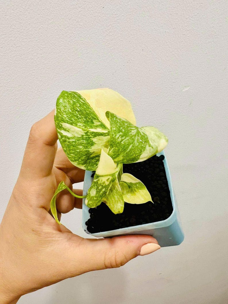 Monstera Deliciosa Legacy Variegated Starter Plant | Monstera Legacy Well variegation