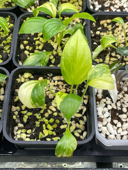 Homalomena rubescens variegated Starter Plant | well variegation