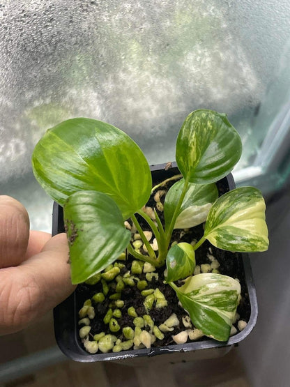 Homalomena rubescens variegated Starter Plant | well variegation