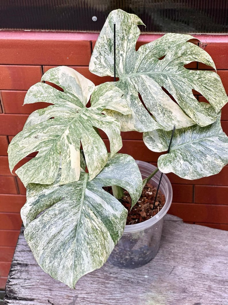 Monstera Deliciosa Legacy Variegated Starter Plant | Monstera Legacy Well variegation