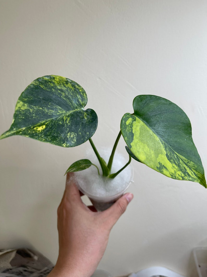 Monstera deliciosa yellow Marilyn, well yellow marilyn variegation, 4" pot plants
