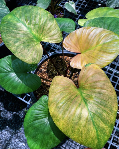 Homalomena rubescens mint pink variegated Starter Plant | Well variegation