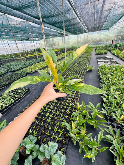 Philodendron ring of fire variegated 5" pot - selected well variegated