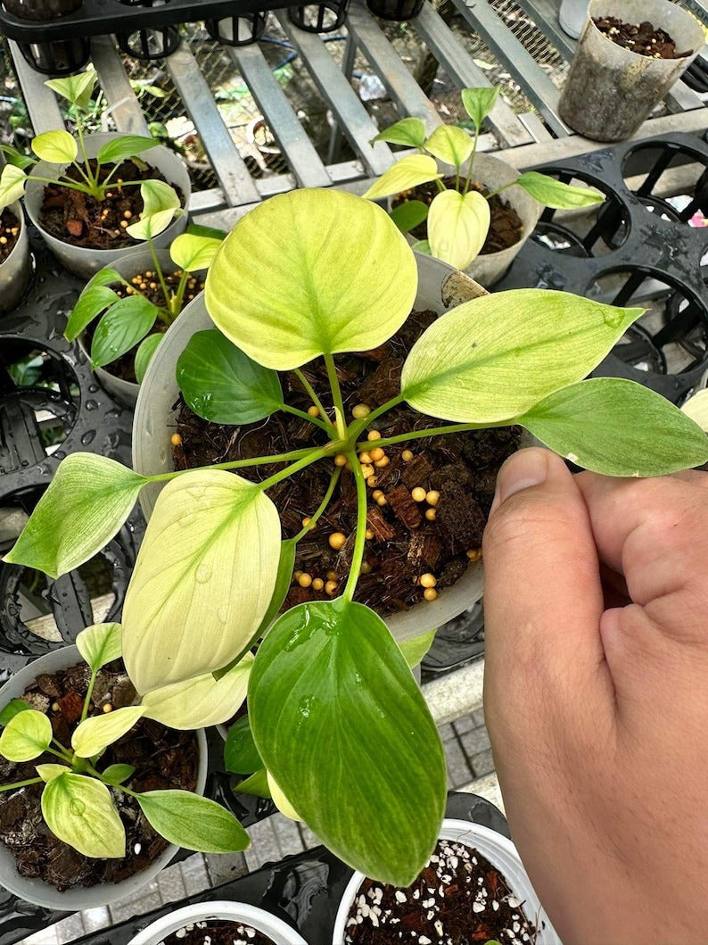 Homalomena rubescens mint pink variegated Starter Plant | Well variegation