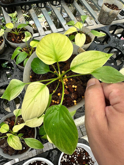 Homalomena rubescens mint pink variegated Starter Plant | Well variegation