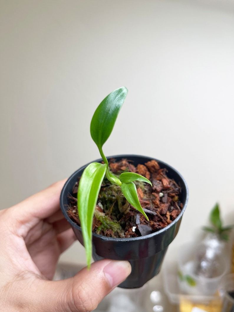 Monstera Burle Marx Flame Starter Plant | Seedlings rare plant
