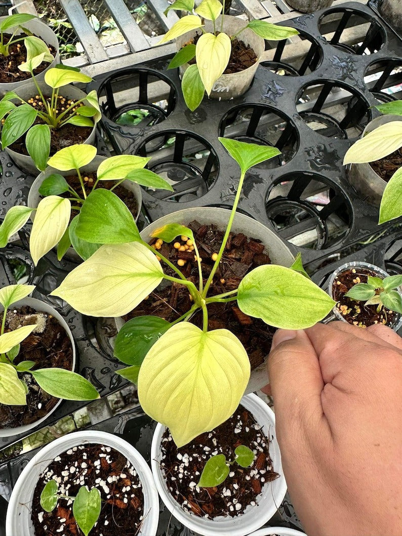Homalomena rubescens mint pink variegated Starter Plant | Well variegation