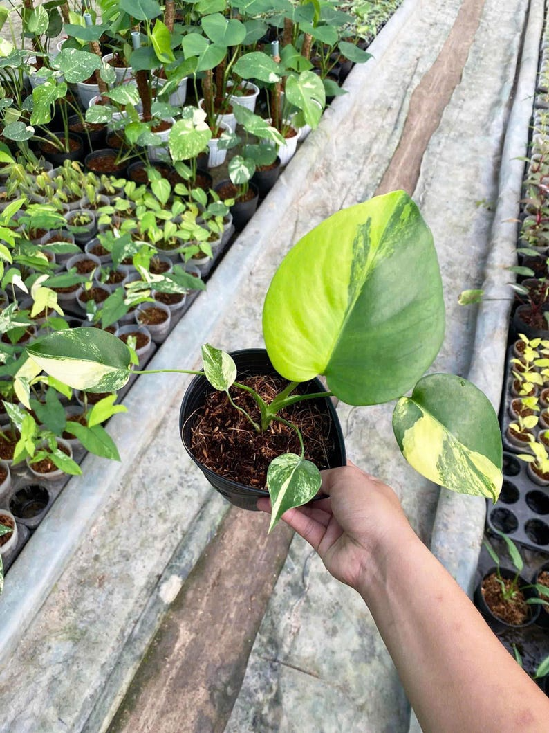 Monstera deliciosa yellow Marilyn, well yellow marilyn variegation, 4" pot plants